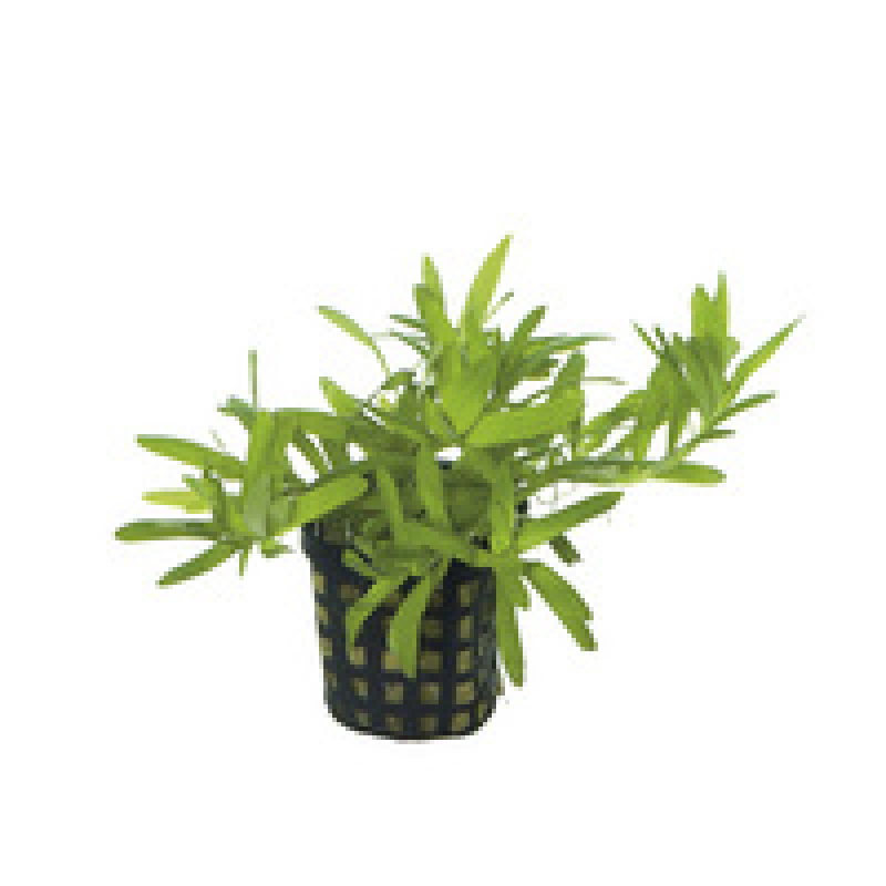 6x Heteranthera Zosterifolia